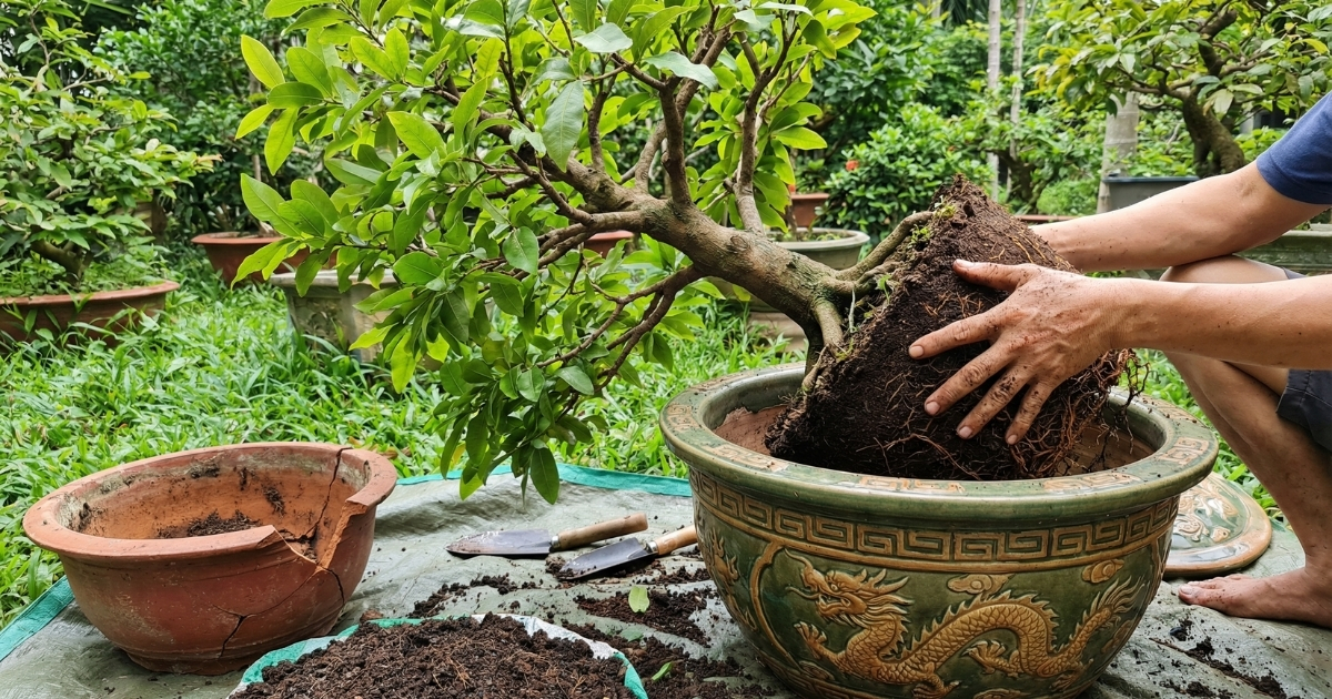 cach-cham-soc-mai-sau-tet