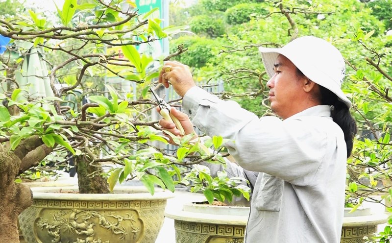 cach-cham-soc-mai-sau-tet