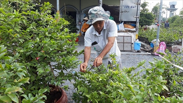 cach-cham-soc-mai-sau-tet