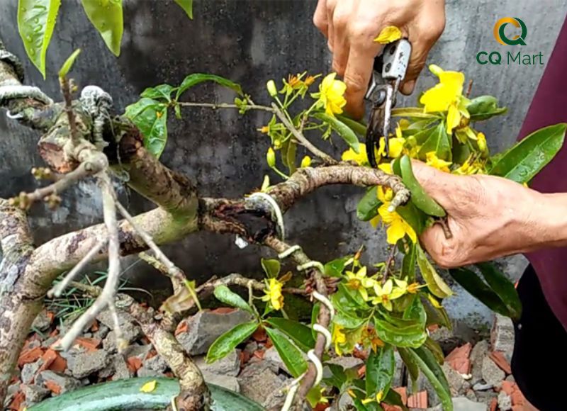 Cách chăm sóc mai sau Tết giúp cây khỏe