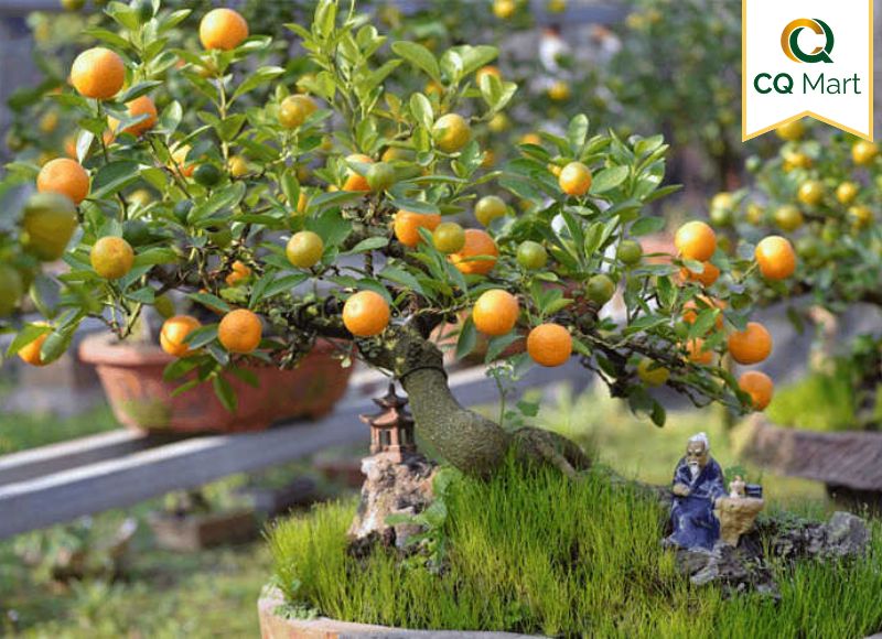 Quất sau tết có ăn được không?