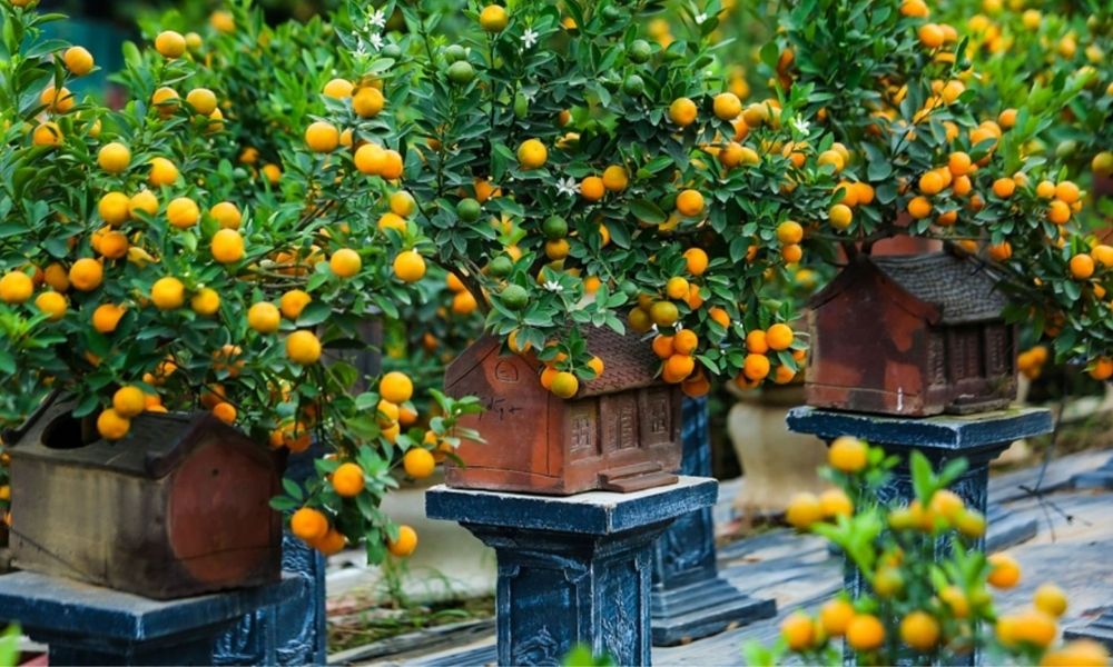 quat-sau-tet-co-an-duoc-khong