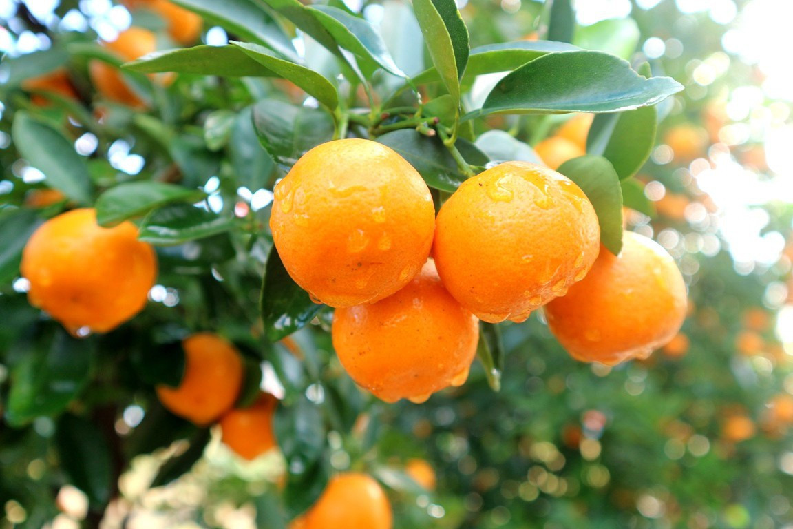 quat-sau-tet-co-an-duoc-khong